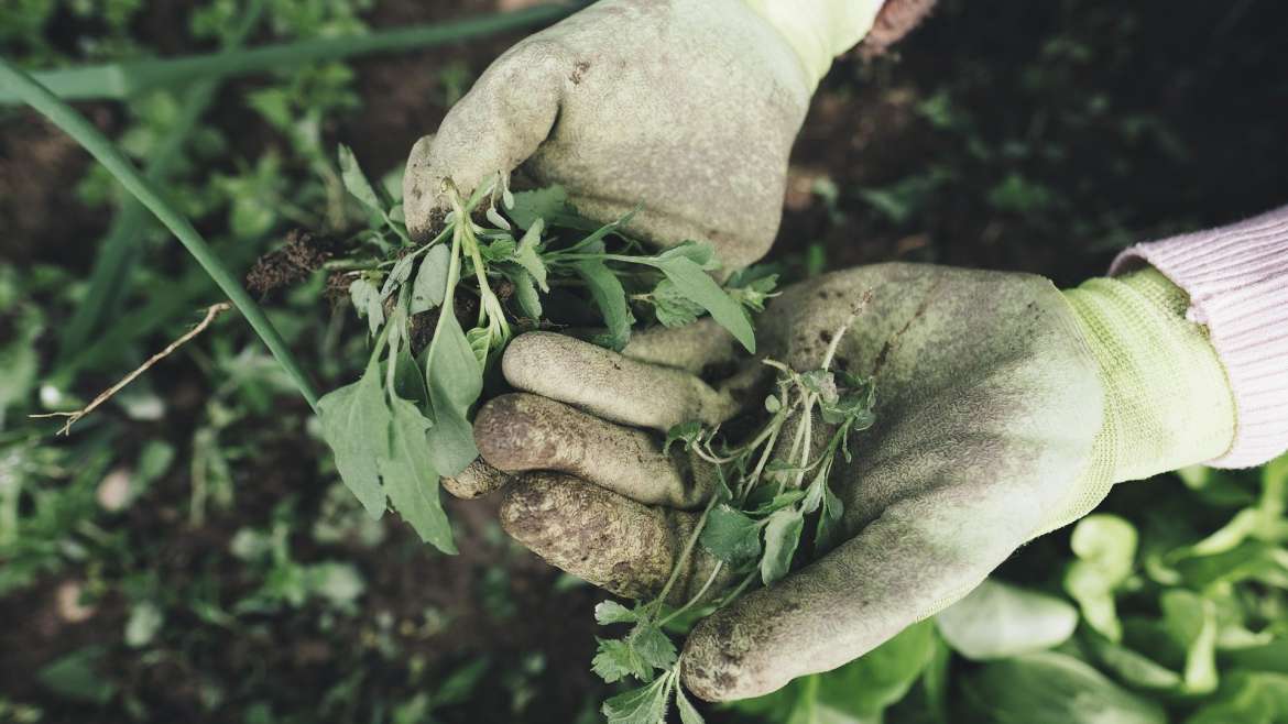 Gardening