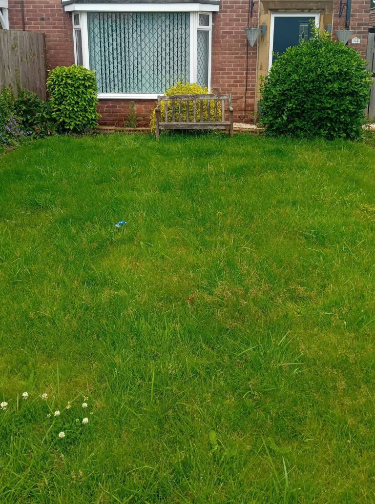 Lawn before cutting